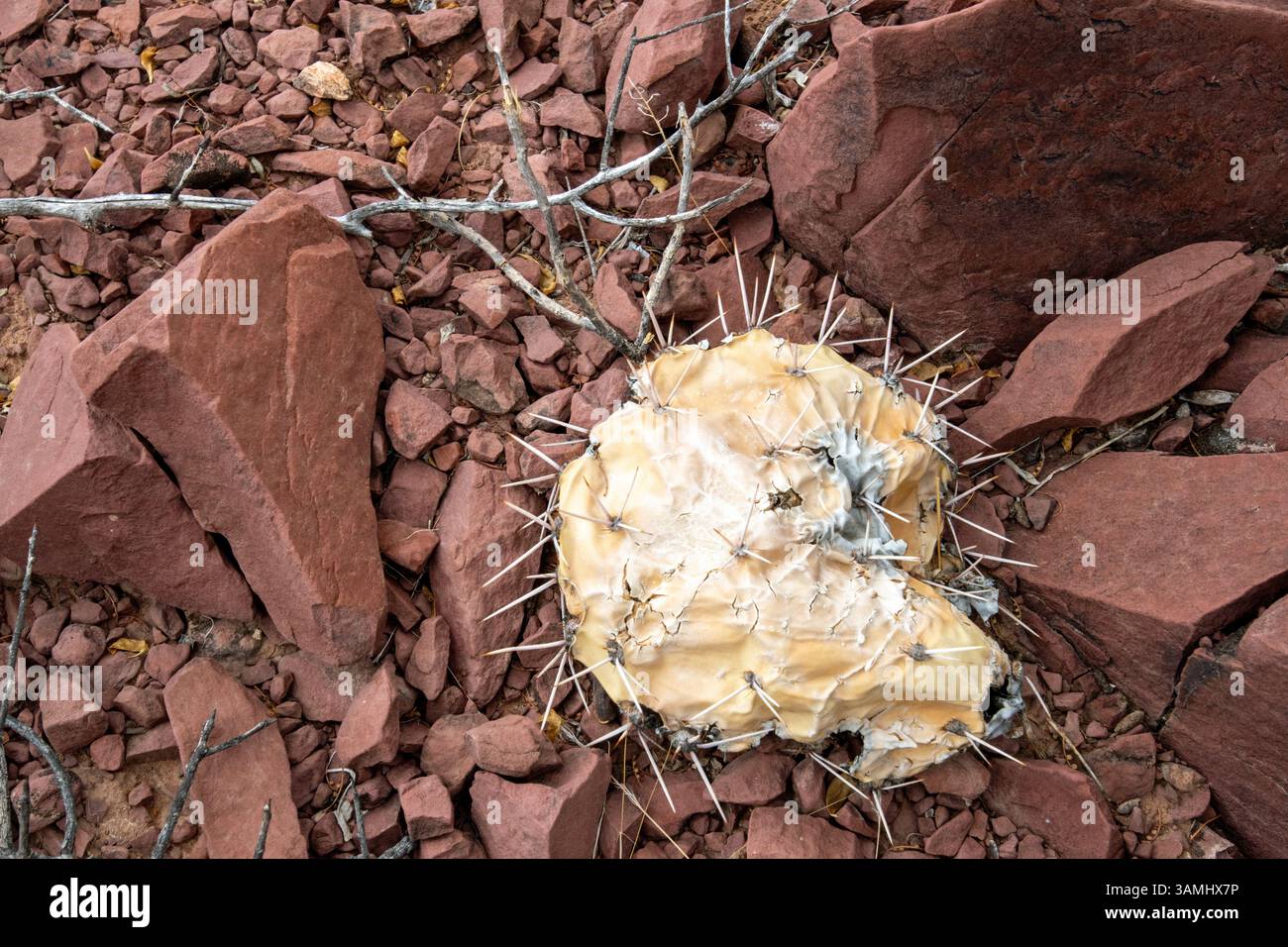 Dried prickly pear cactus pad on red roxk Stock Photo - Alamy