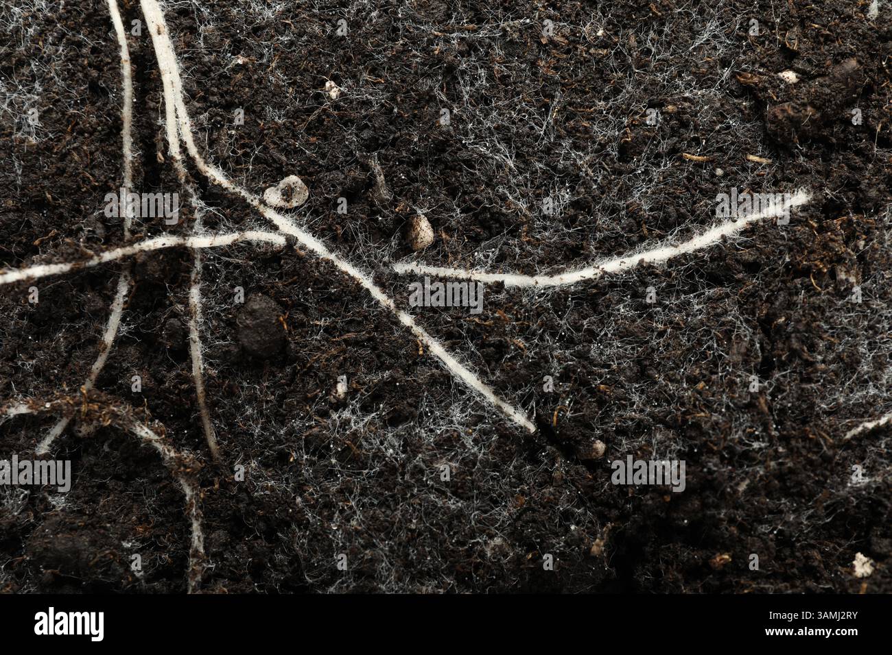 Soil with roots and white mold, top view Stock Photo - Alamy