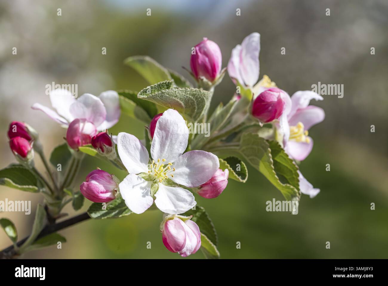 Apple blossom. Spring in the Ortenau. Renchen, Baden-Wuerttemberg, Germany, Europe Stock Photo