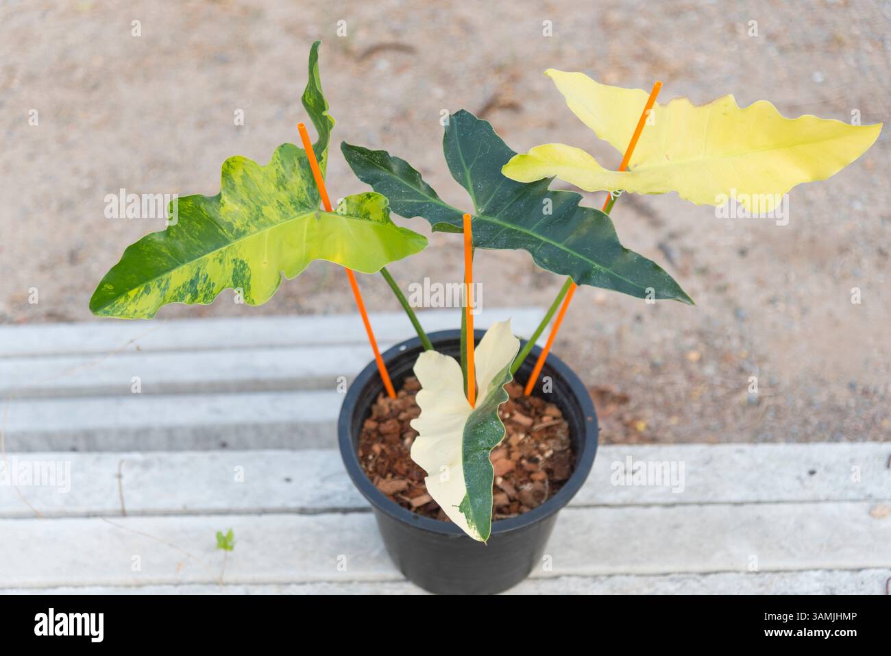 philodendron billietiae variegata steckling Philodendron Billietiae Variegata | Buy online main image 1