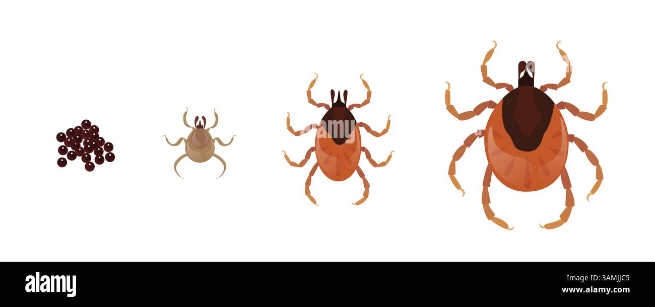Mite life cycle showing growth from eggs to adult Stock Vector Image ...