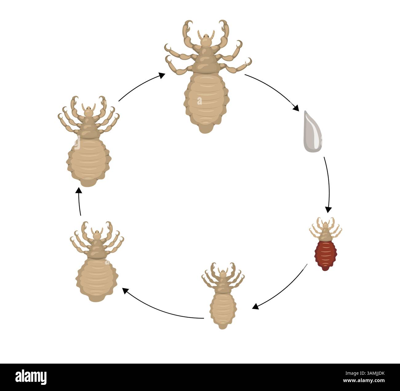 Human evolution stages hi-res stock photography and images - Alamy