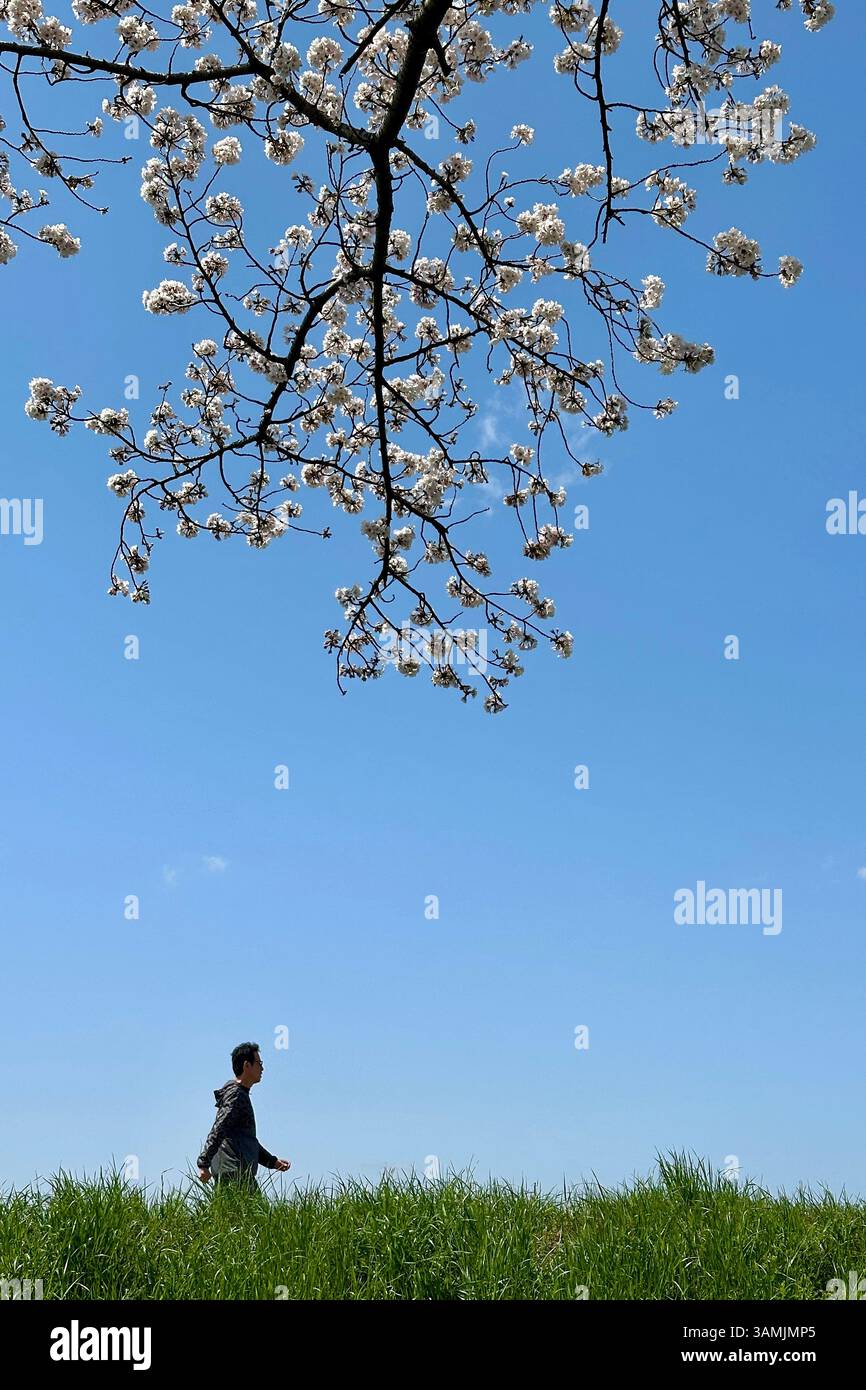 Cherry blossoms and man walking on the banks of the Tama River, Chofu -shi, Tokyo, Japan - Smartphone Captured Stock Image