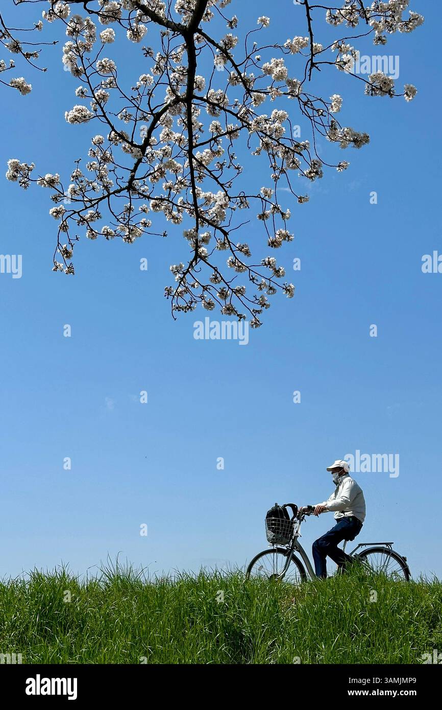 Cherry blossoms and elderly cycler on the banks of the Tama River, Chofu -shi, Tokyo, Japan - Smartphone Captured Stock Image