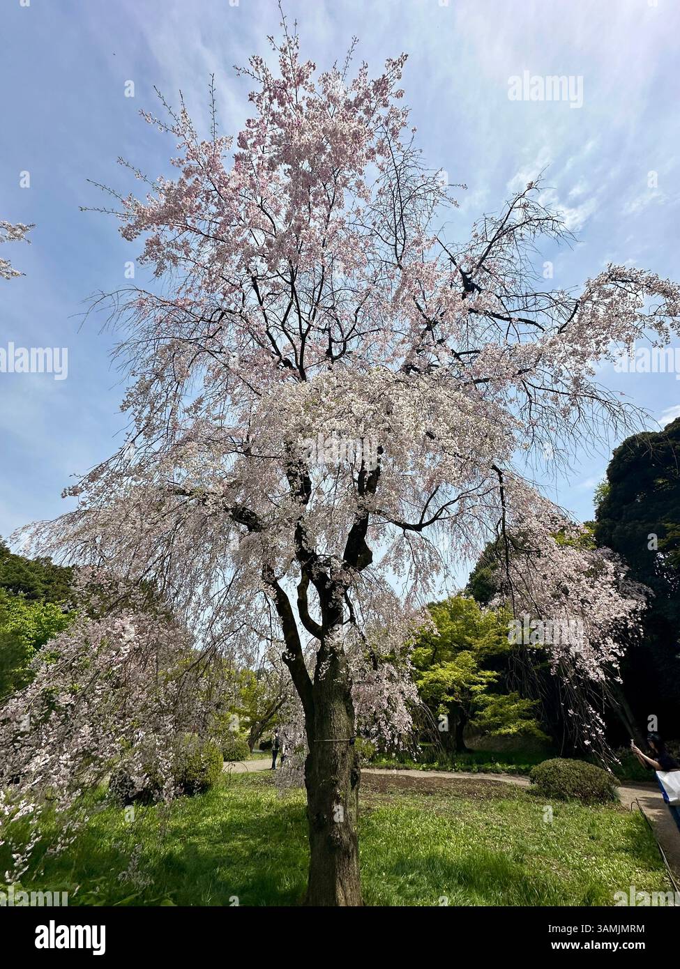 Cherry blossoms in Shinjuku Gyoen National Garden, Tokyo, Japan - Smartphone Captured Stock Image