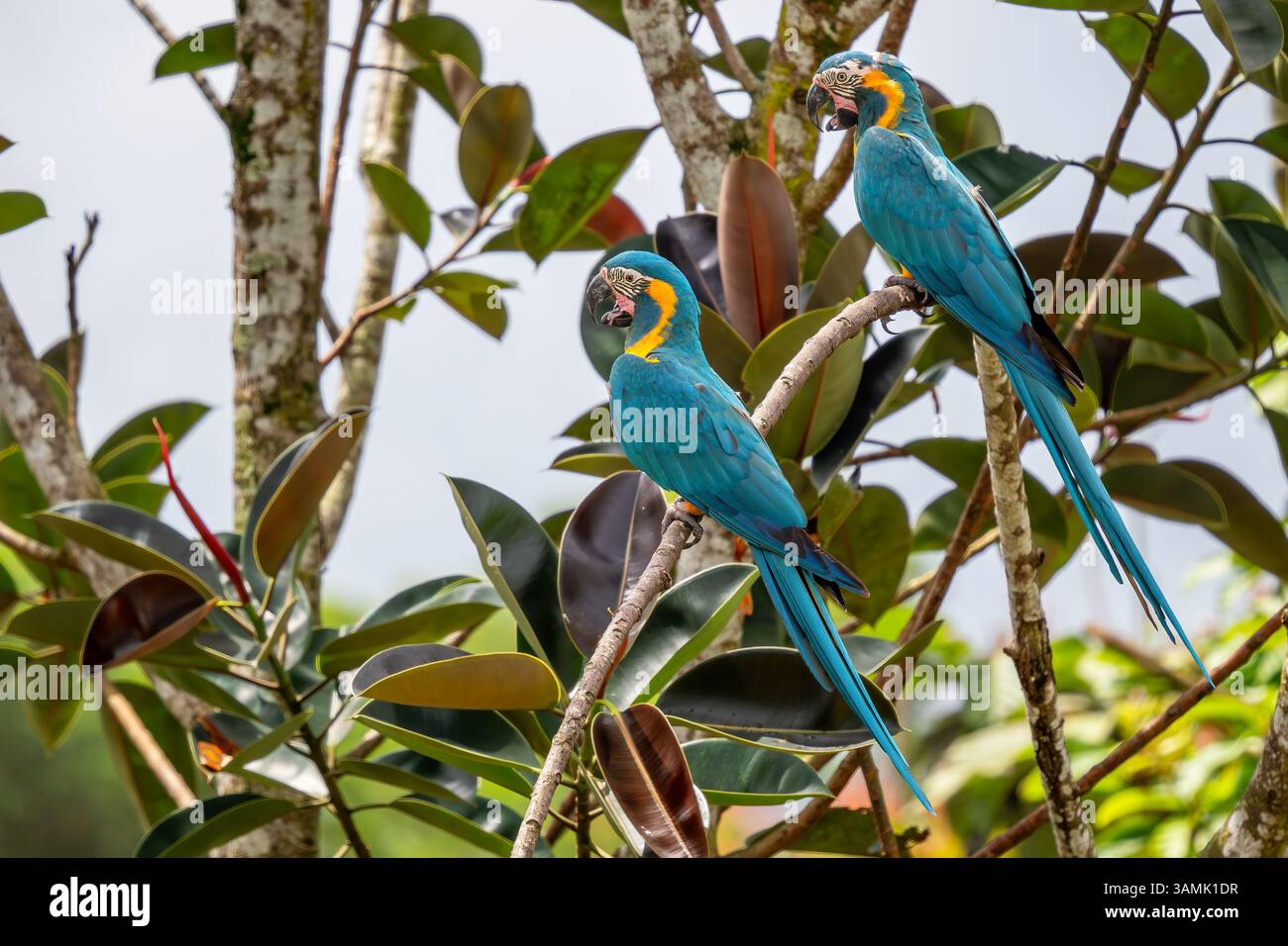View of Blue-throated Macaw - Ara glaucogularis, beautiful large yellow and ...