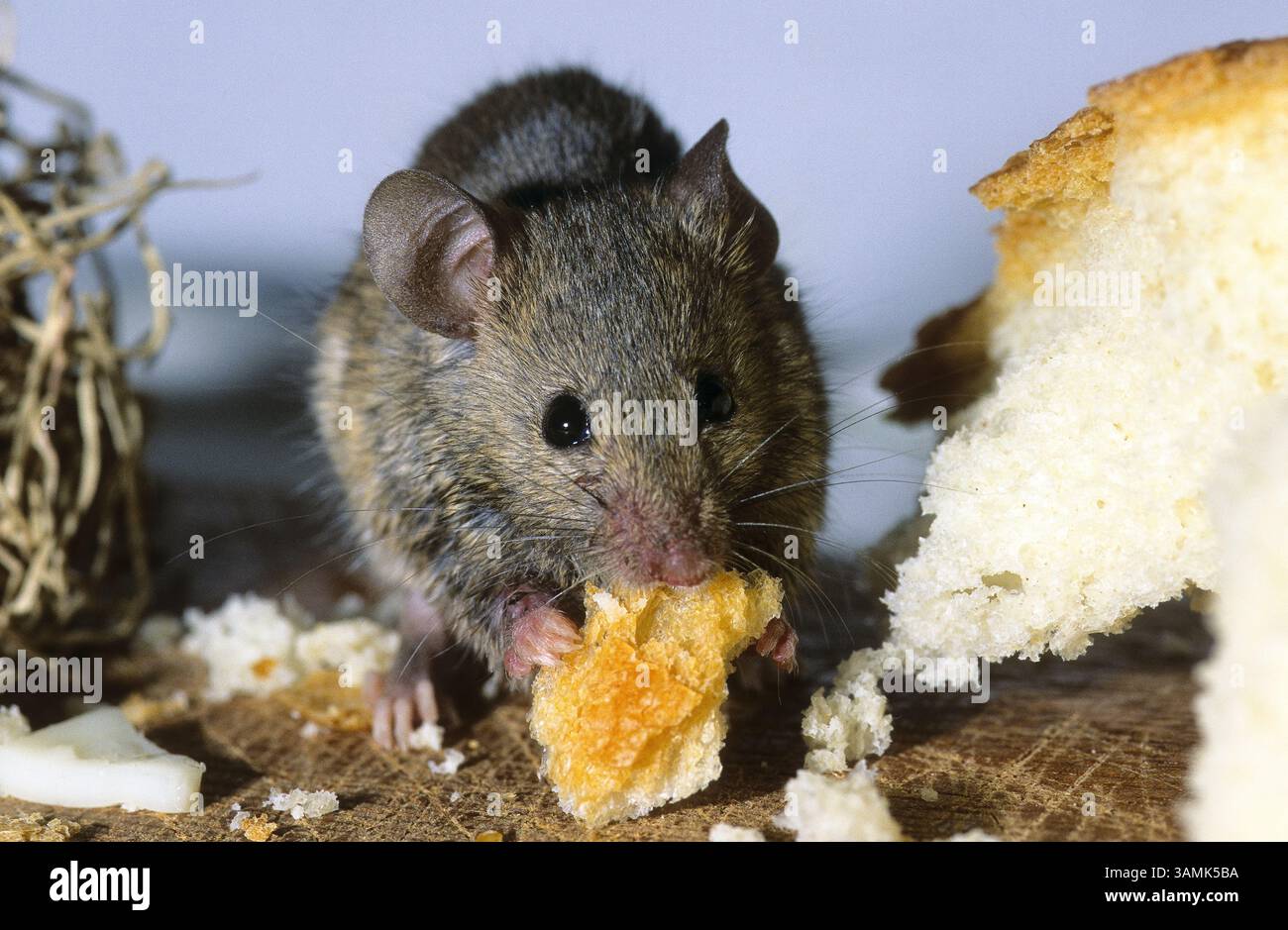 Hausmaus, Haus-Maus, Maus, frisst Brot in einer Speisekammer, Küche, Nahrungsschädling, Mus musculus, house mouse Stock Photo
