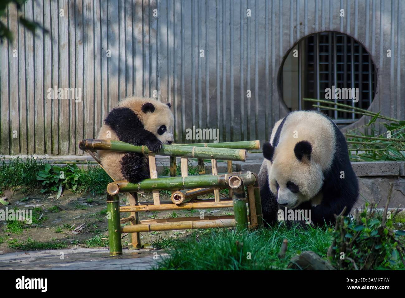 Giant pandas enjoy spring time at the Wolong Giant Panda Nature Reserve ...