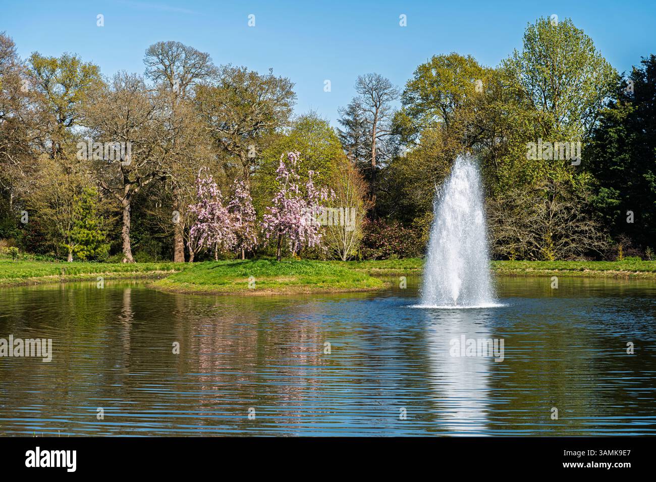 Fountain and pink flowering cherry blossom trees on the island reflected in Clear Lake in RHS Garden Wisley, Surrey, south-east England in spring Stock Photo