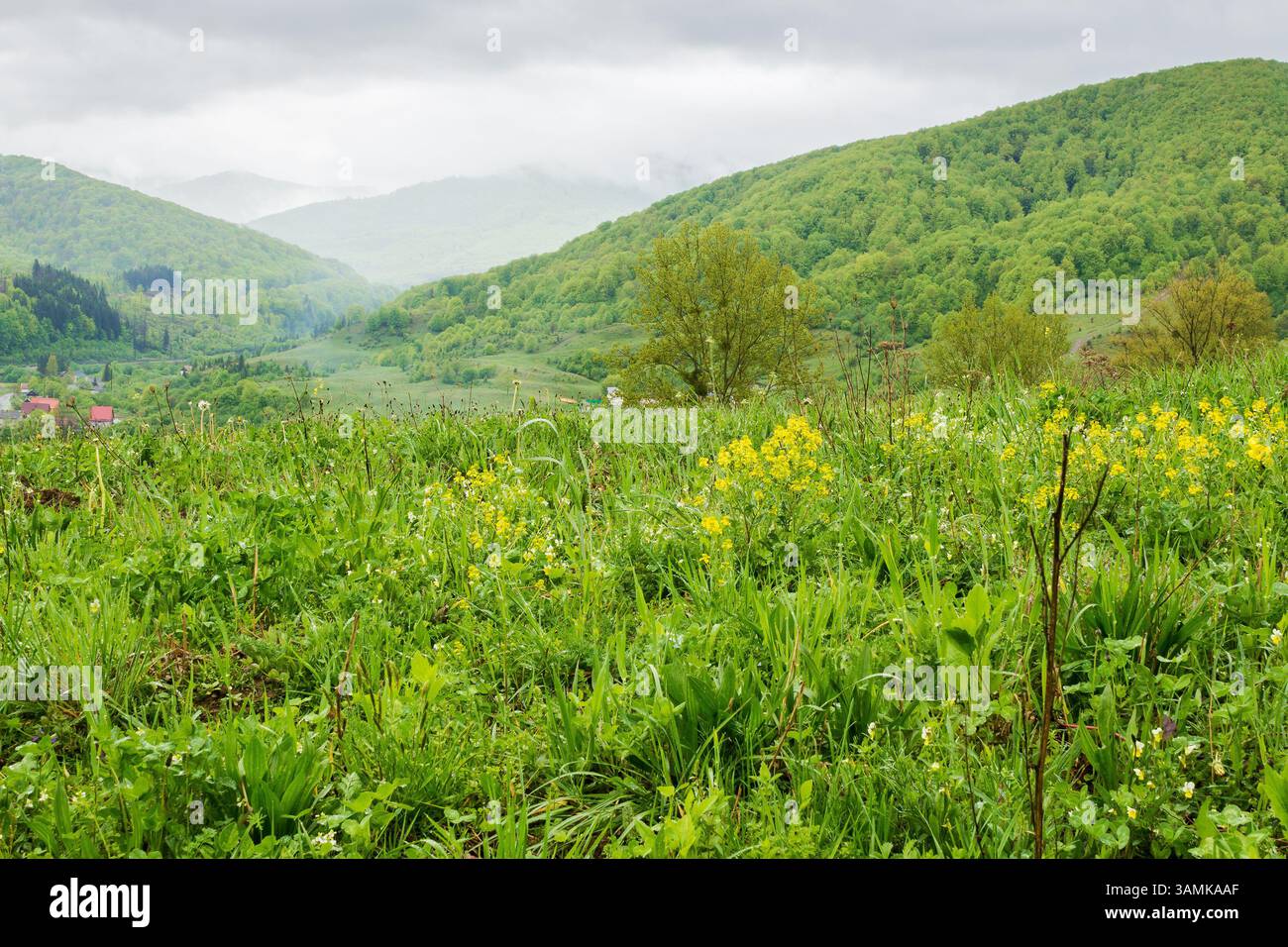 countryside mountain landscape in the rain. flora freshness. field with wet green grass near forest on the hill. view in to rural valley under sky wit Stock Photo