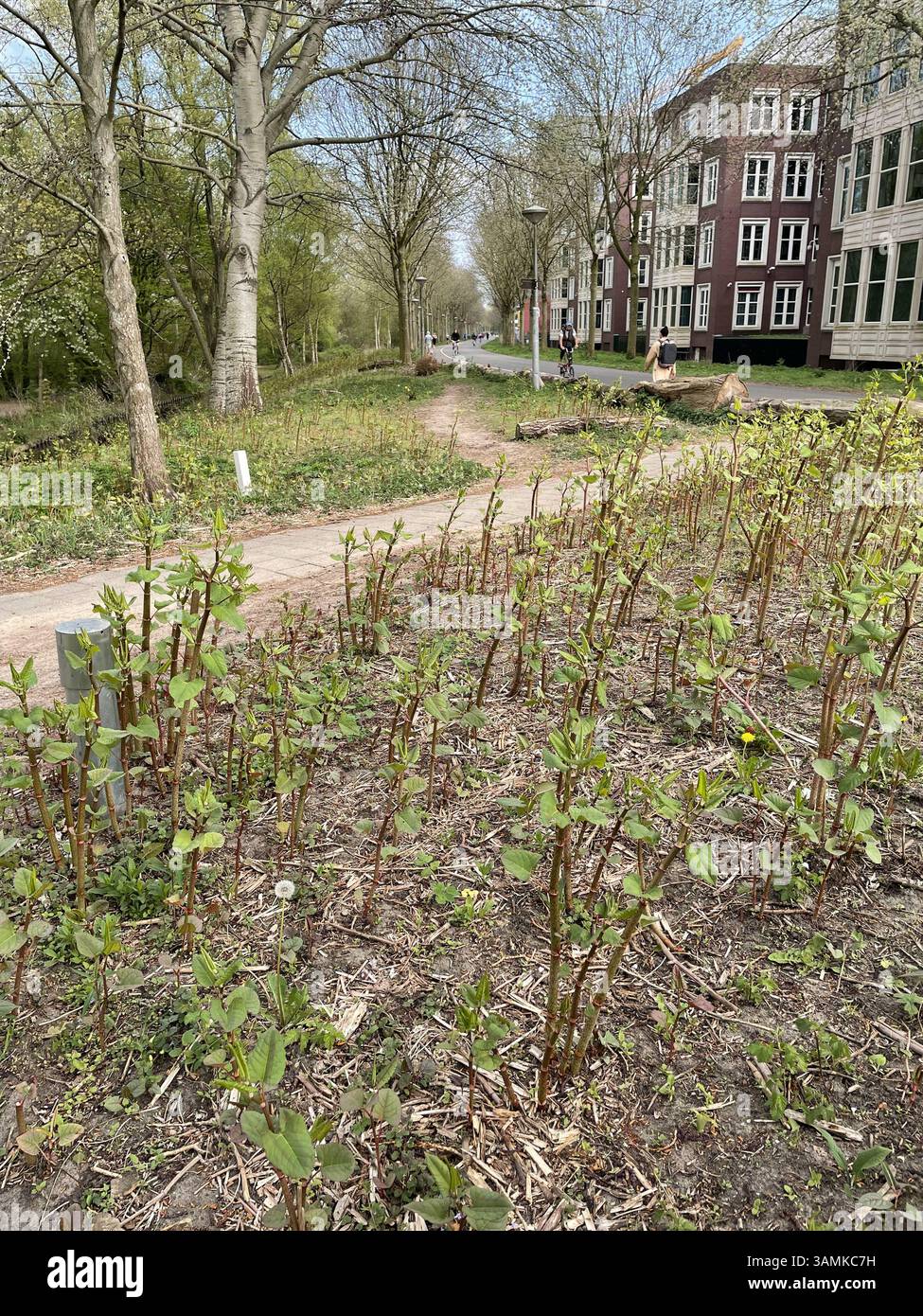 Amsterdam The Netherlands 13th April 2025 Invasive plant species ...