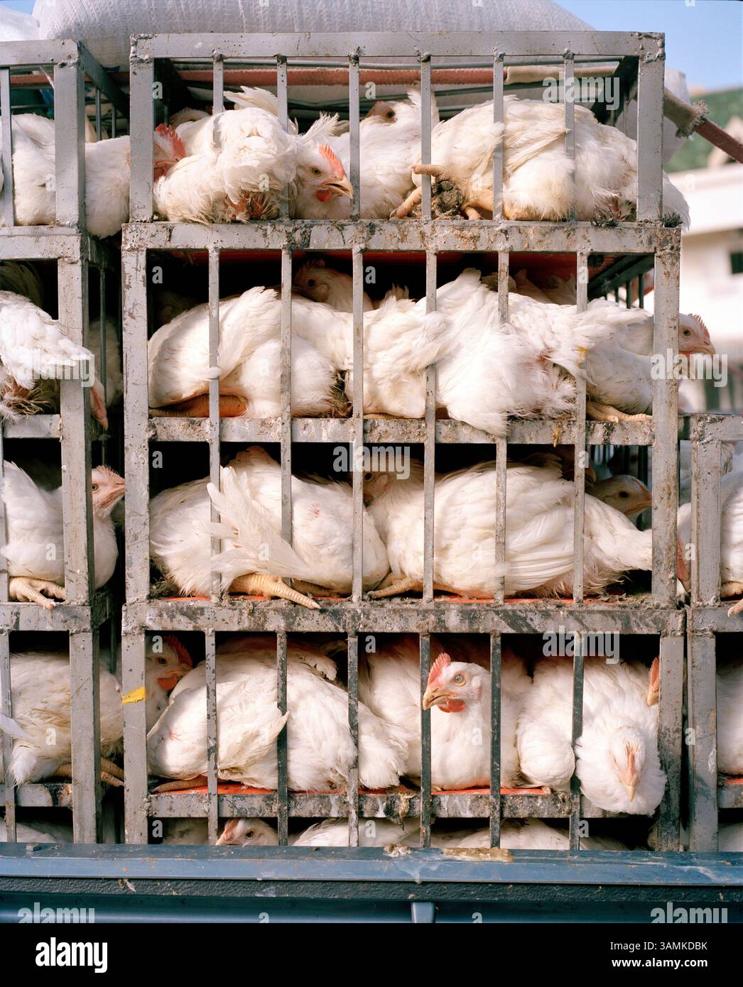Caged chickens waiting to be transported Stock Photo - Alamy