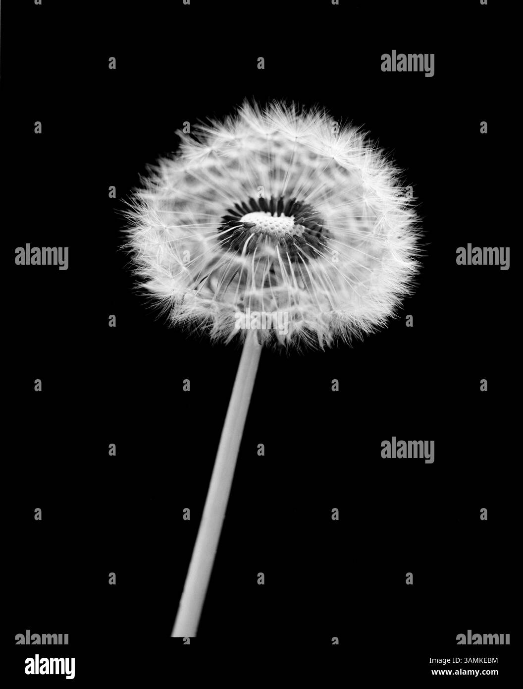 Dandelion seeds white background Black and White Stock Photos & Images ...