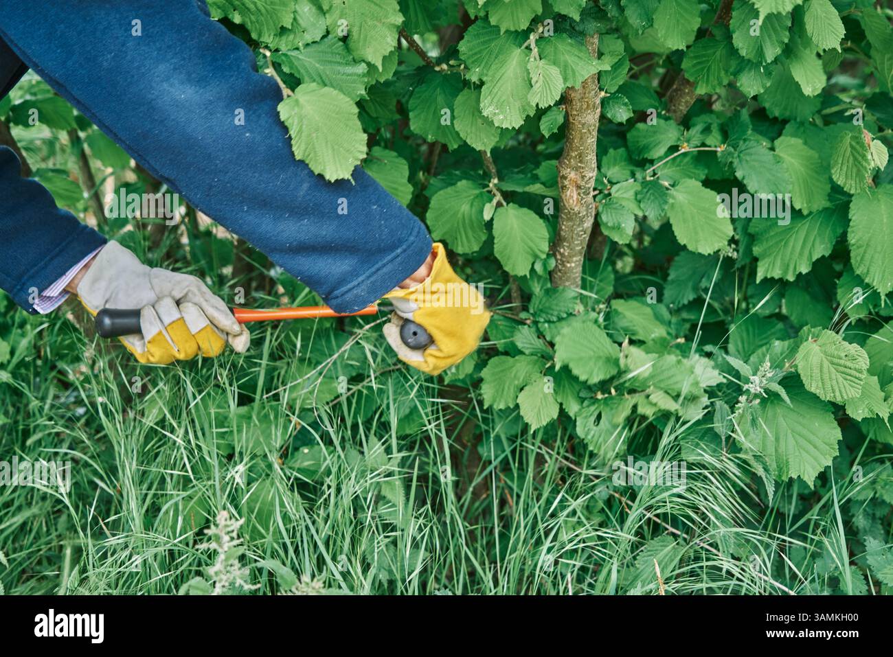prunes branches in the garden with long pruning shears and protects hands with yellow gloves Stock Photo