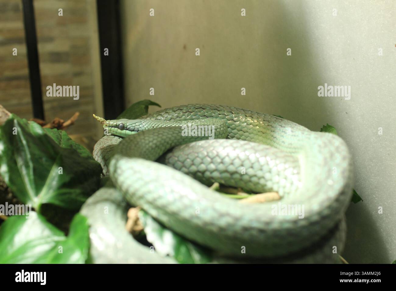 Philodryas baroni green snake crawling in a terrarium in a zoo. Stock Photo