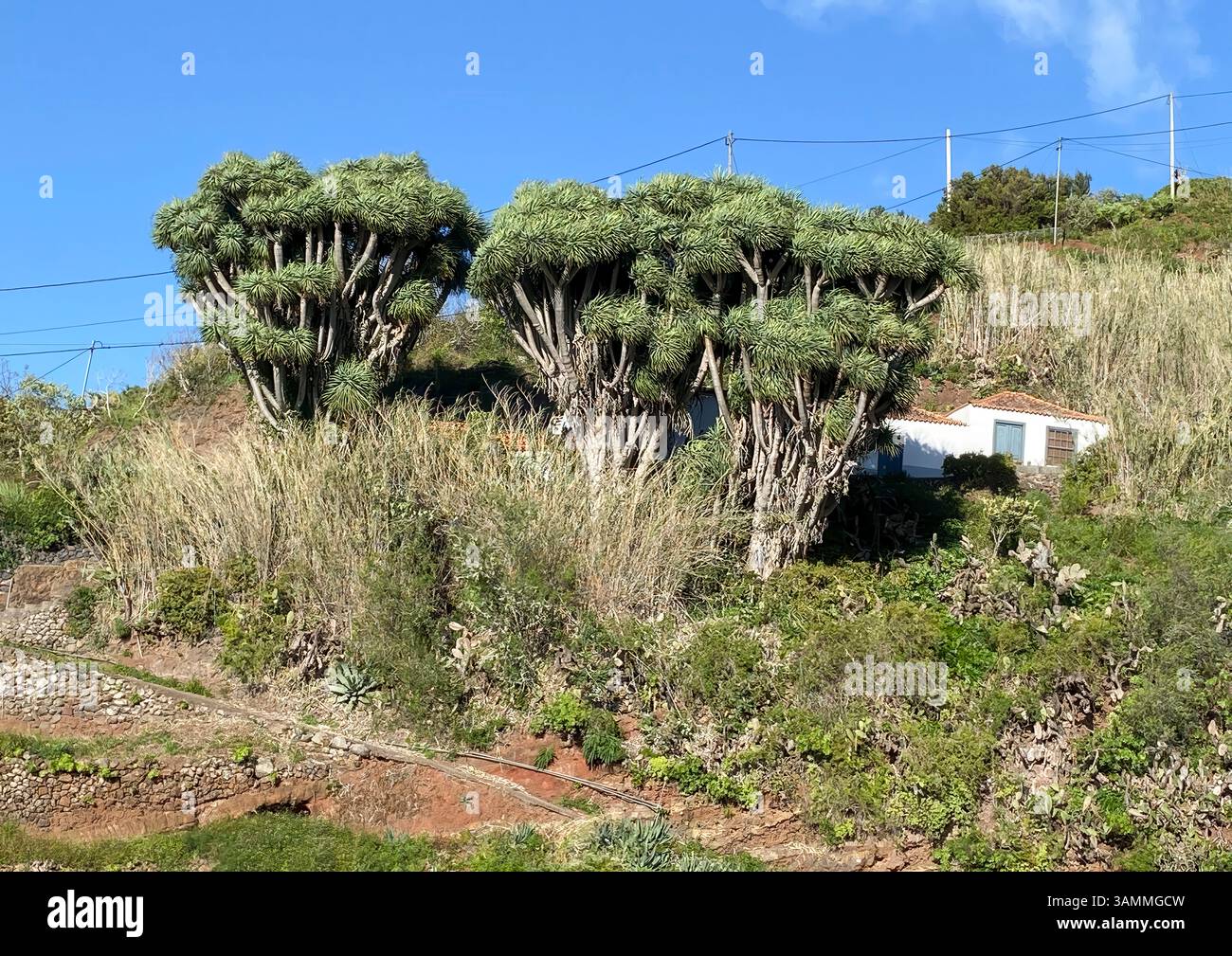 Kanarischer Drachenbaum bei La Tosca, La Palma, Spanien Stock Photo