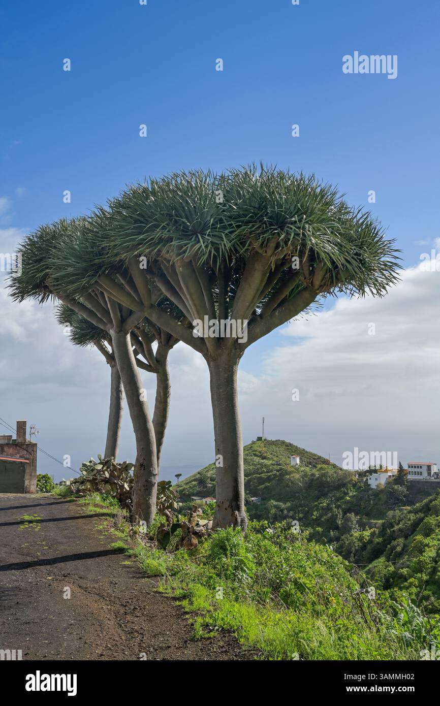 Kanarischer Drachenbaum bei Don Pedro, La Palma, Spanien Stock Photo
