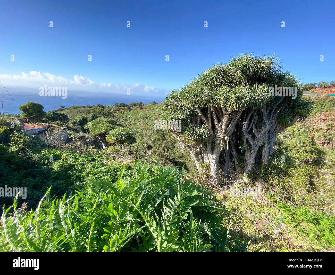 Kanarischer Drachenbaum bei La Tosca, La Palma, Spanien Stock Photo