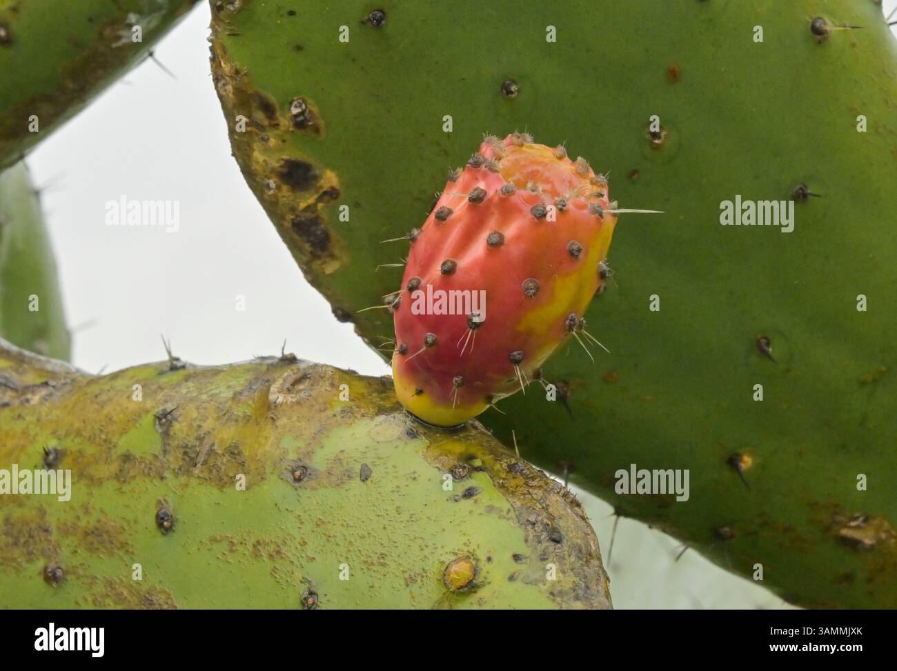 Kaktus frucht feige kaktusfeige hi-res stock photography and images - Alamy