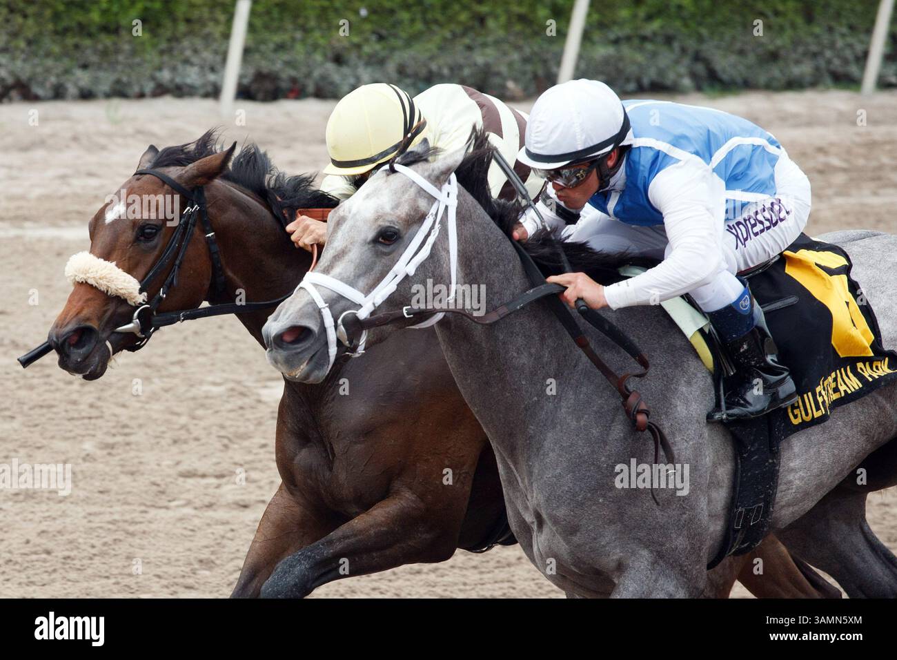 March 29, 2014 - Hallandale Beach, FL, U.S. - March 29, 2014: Jockey Javier Castellano and In Tune(#6) outlast House Rules and Alex Solis in the Gulfstream Oaks(G2) on Florida Derby day at Gulfstream Park in Hallandale Beach (FL). Arron Haggart/ESW/CSM(Credit Image: © Scott Serio/Cal Sport Media/ZUMAPRESS.com) Stock Photo