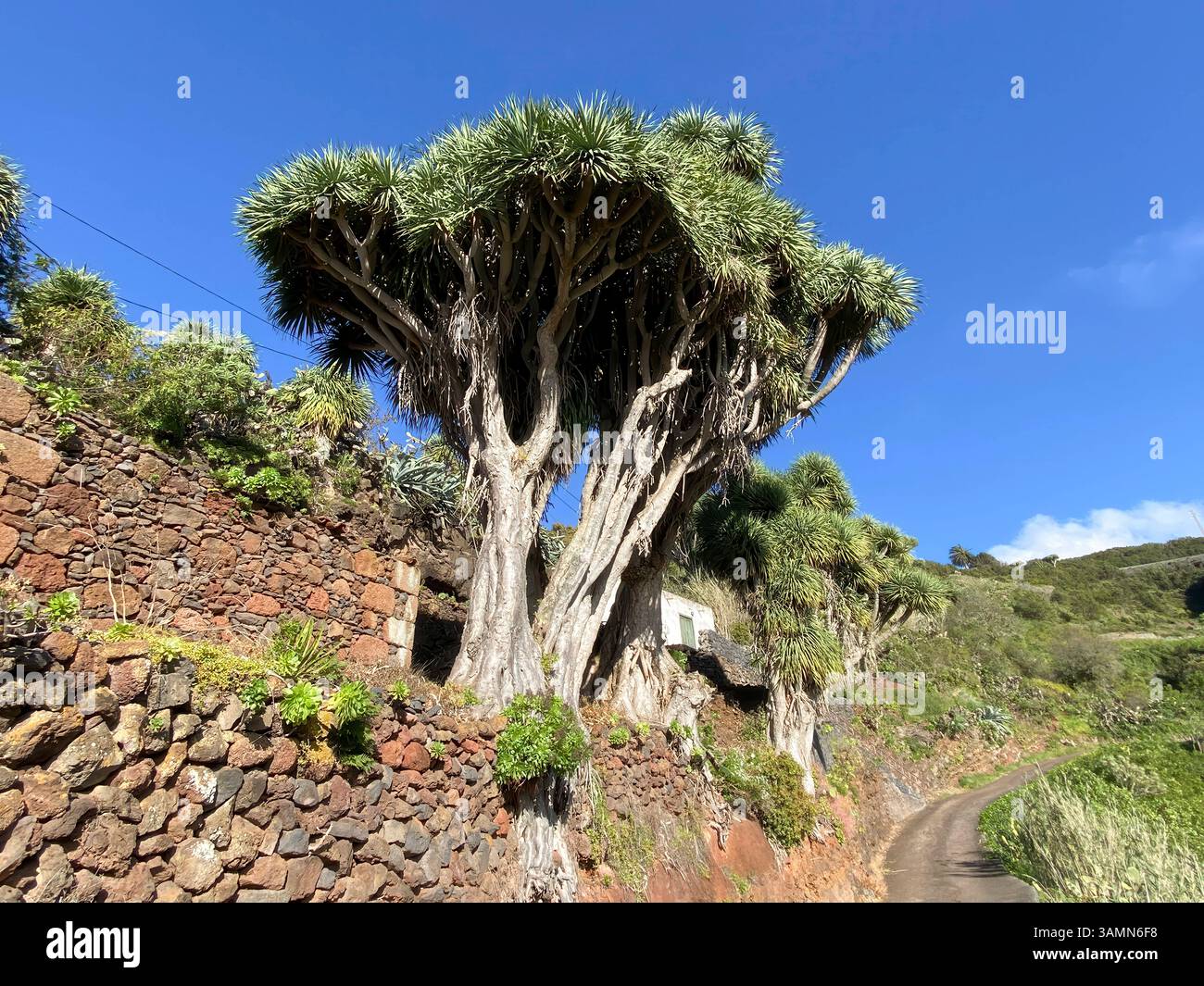 eibe stecklinge kaufen Taxus baccata