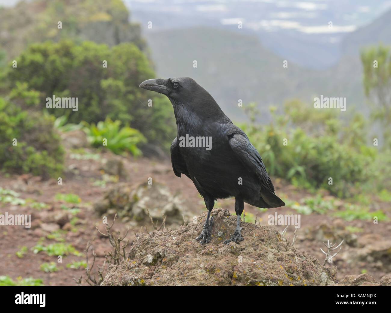 Kanarischer Rabe, Corvus corax canariensis, Teneriffa, Spanien ...