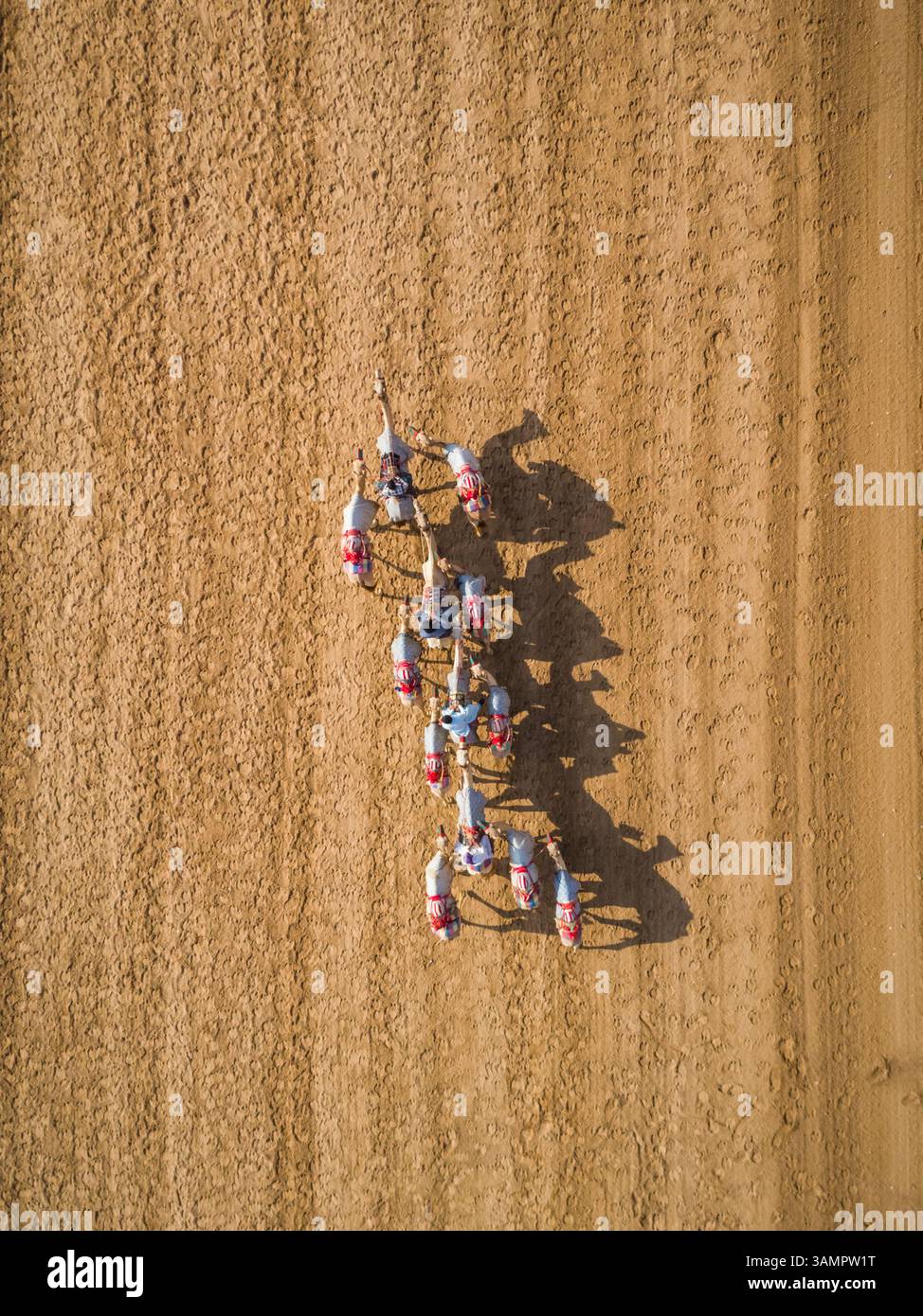 Aerial view of a group of camels during a race in the desert of Ras Al ...