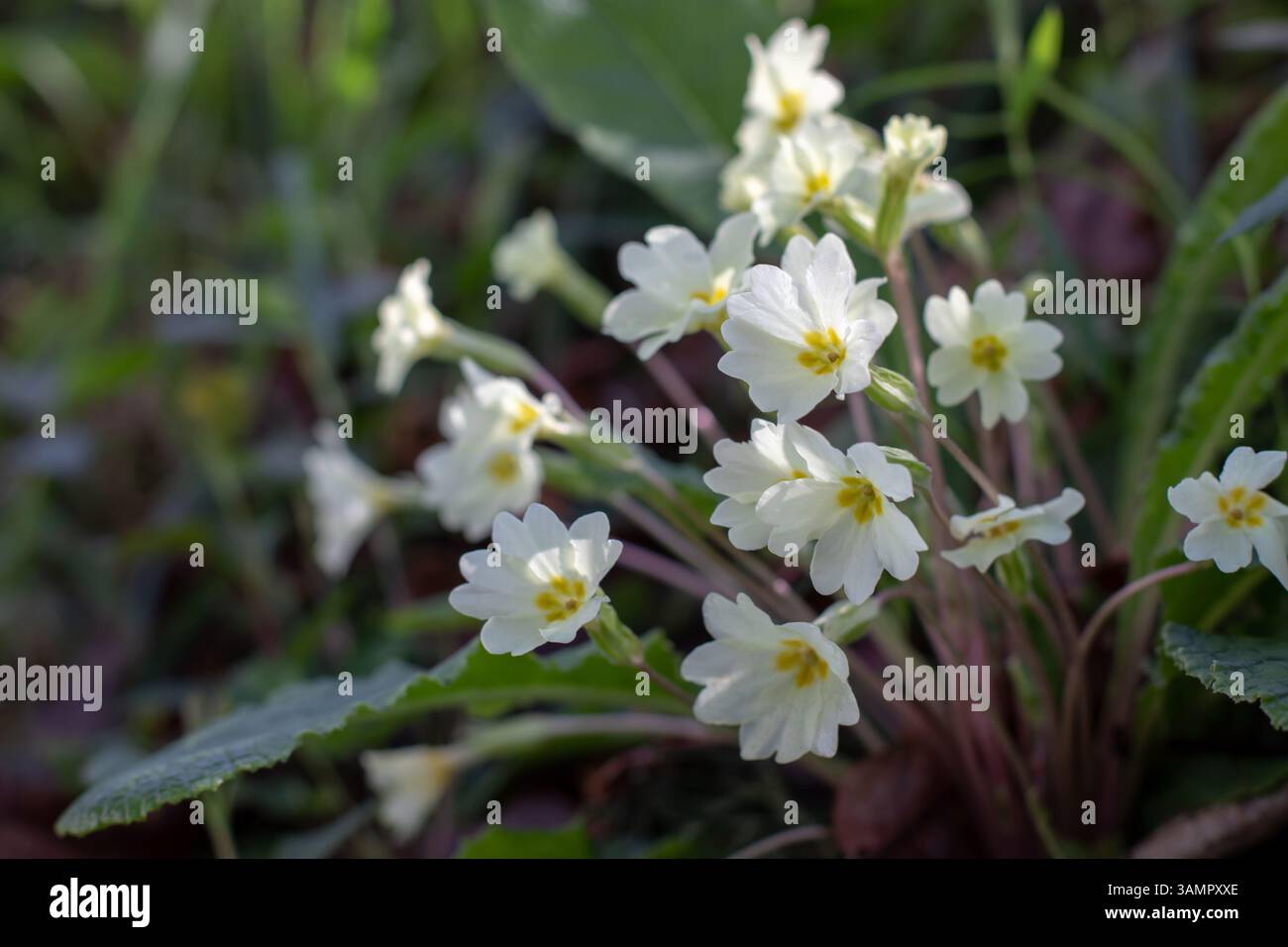 Buy Primrose Primula Vulgaris Raspberry Rose: U00a35.59 Delivery By