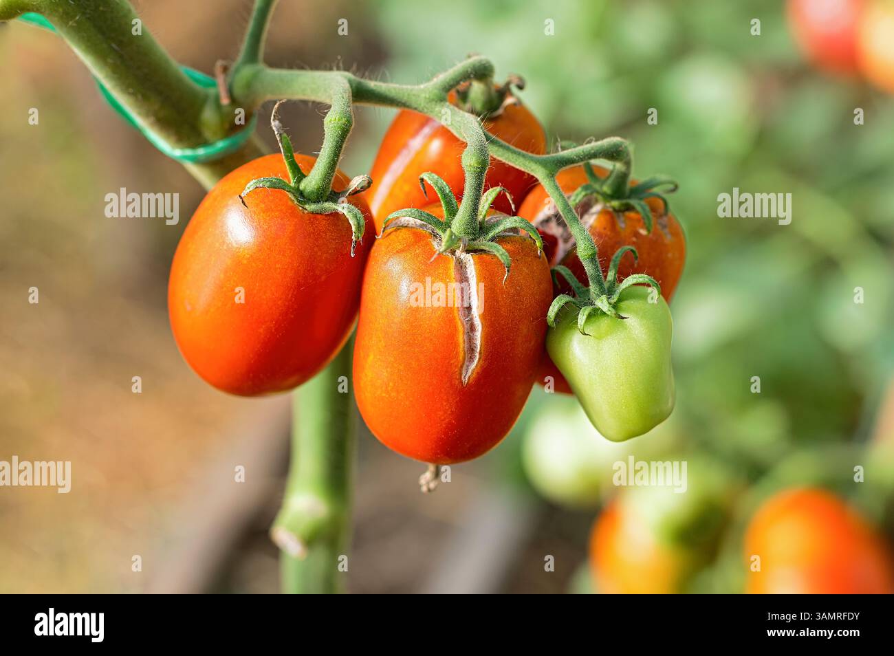 A close-up of ripe red tomatoes growing on a vine, with visible cracks ...