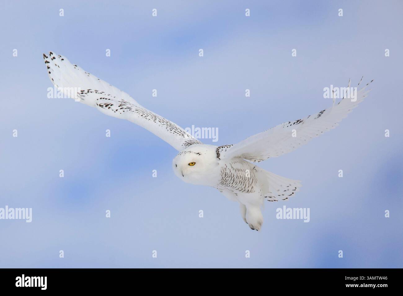 Birds of New York . SNOWY OWL Syctea nyctea (Linnaeus) GREAT GRAY OWL  Scotiaptvx nebulosa neiulosa (J. E. Forster) All Vb nat. size BARRED OWL  Strix varia varia Barton Digitized by