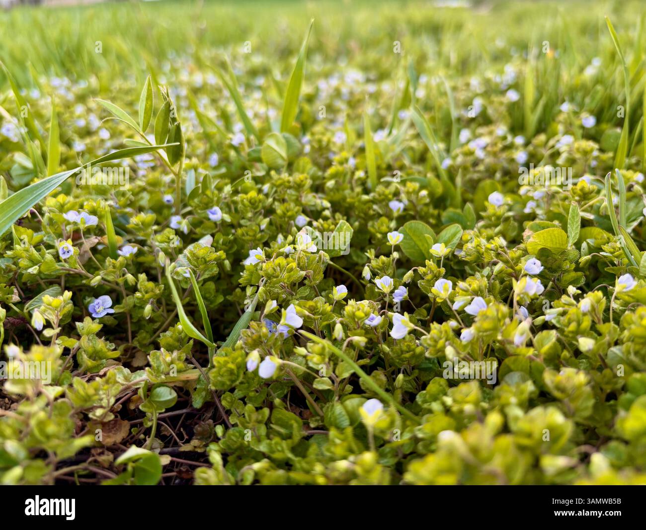 a rug of beautiful small blue flowers in the garden - Smartphone Captured Stock Image