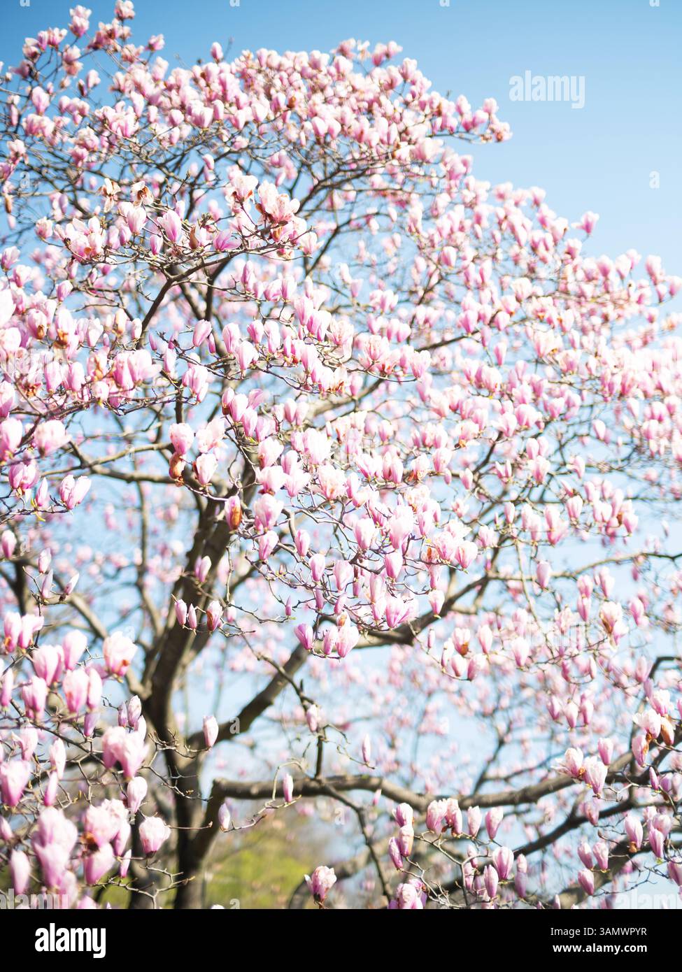 Magnolia tree full bloom hi-res stock photography and images - Alamy