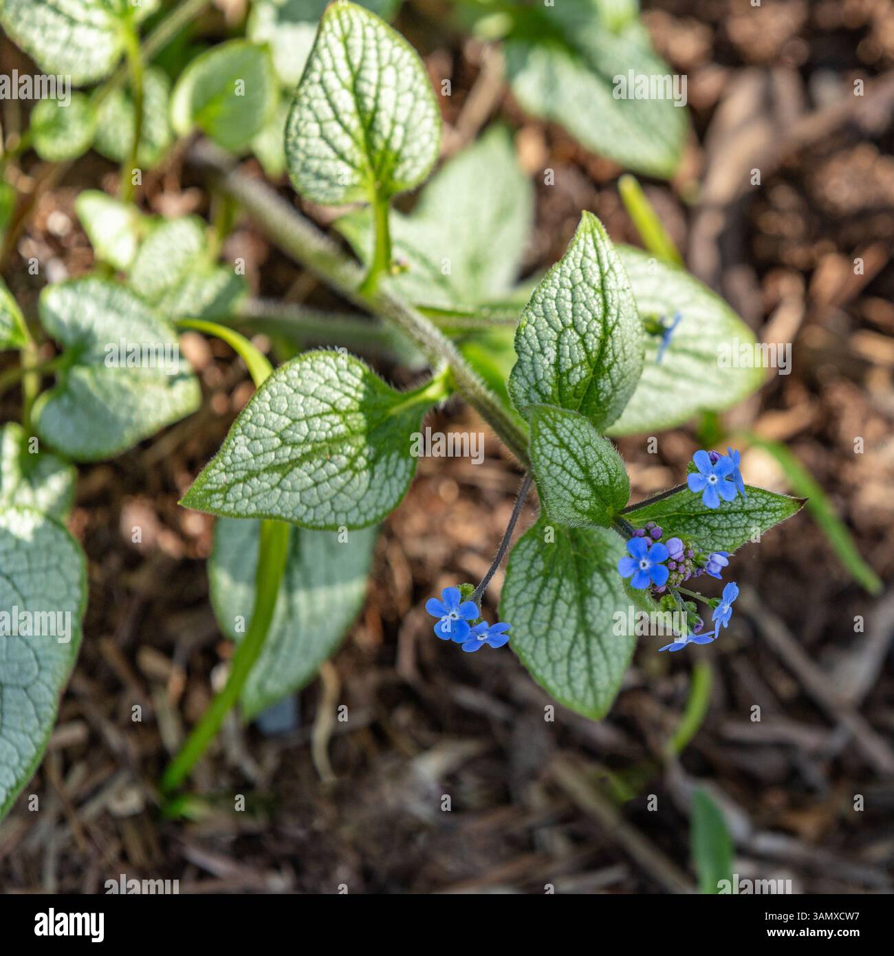 The blue flowers and heart shaped leaves of Brunnera macrophylla Jack ...