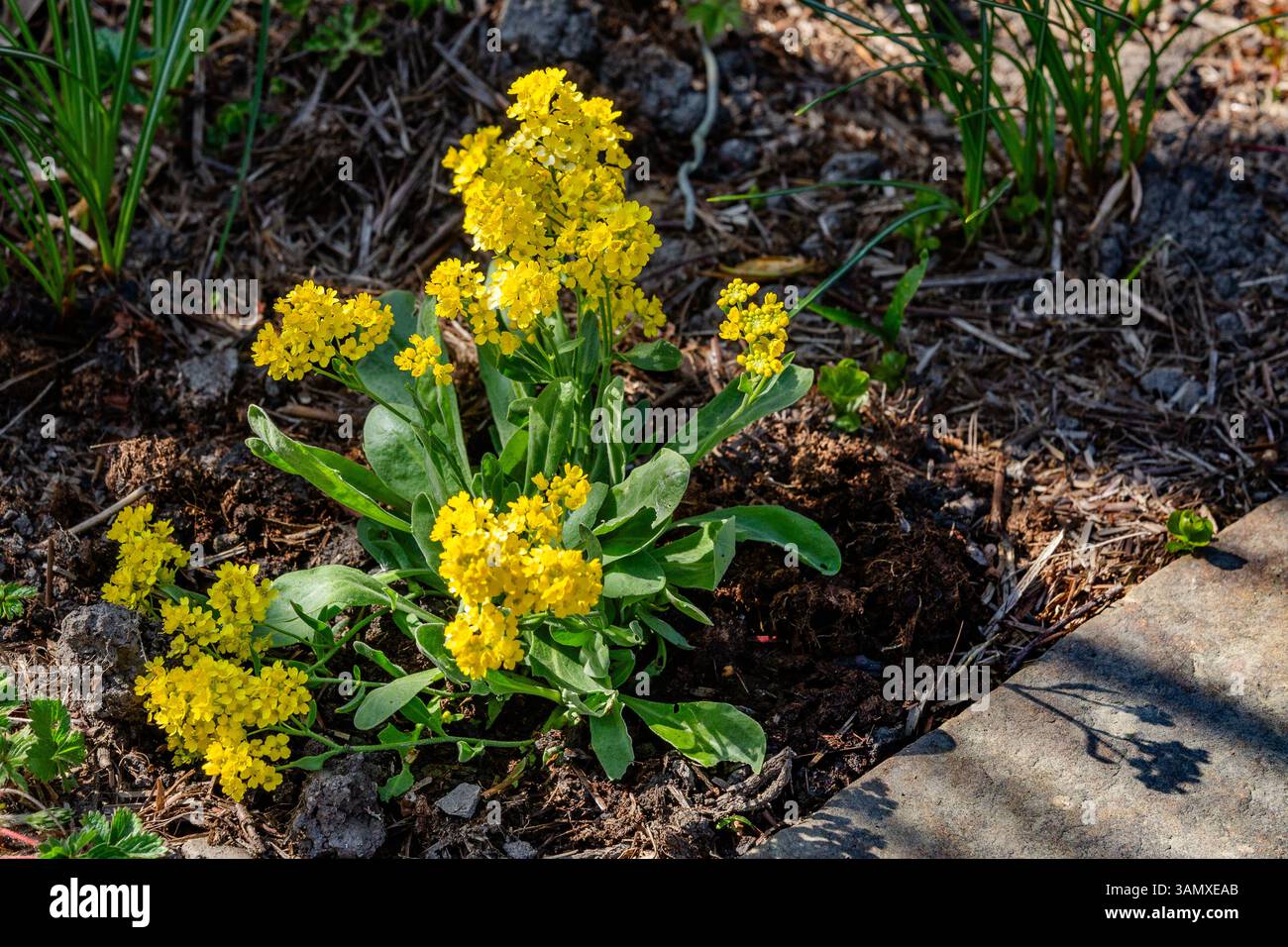 Rockery perennial hi-res stock photography and images - Alamy
