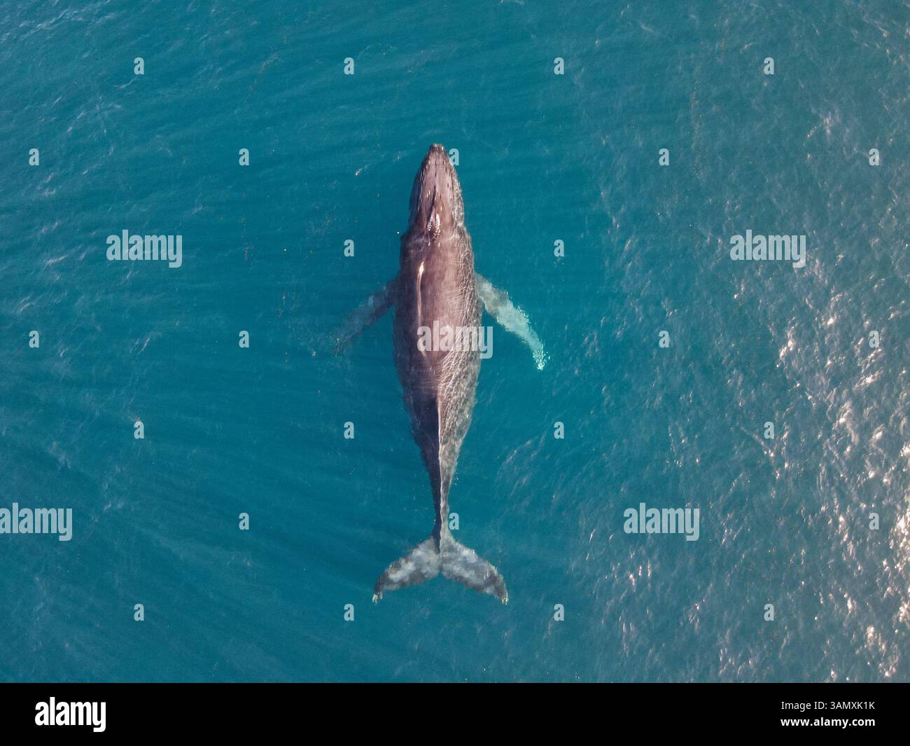 Above water whale wildlife hi-res stock photography and images - Alamy