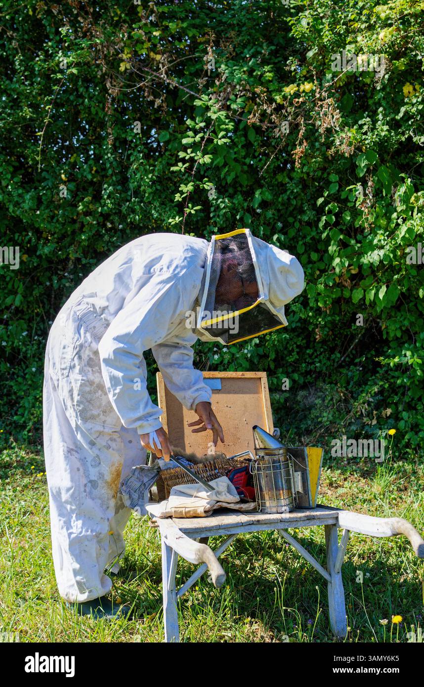 Beekeeper (apiculturist) at work in south-western France Stock Photo