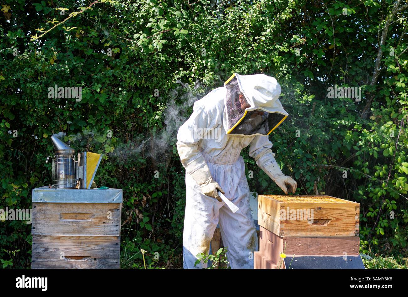 Beekeeper (apiculturist) at work in south-western France. Honey harvesting, honey super Stock Photo