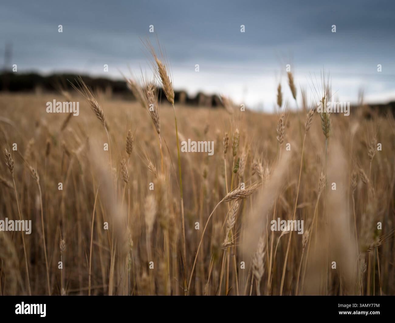 Wheat field under stormy sky Stock Photo
