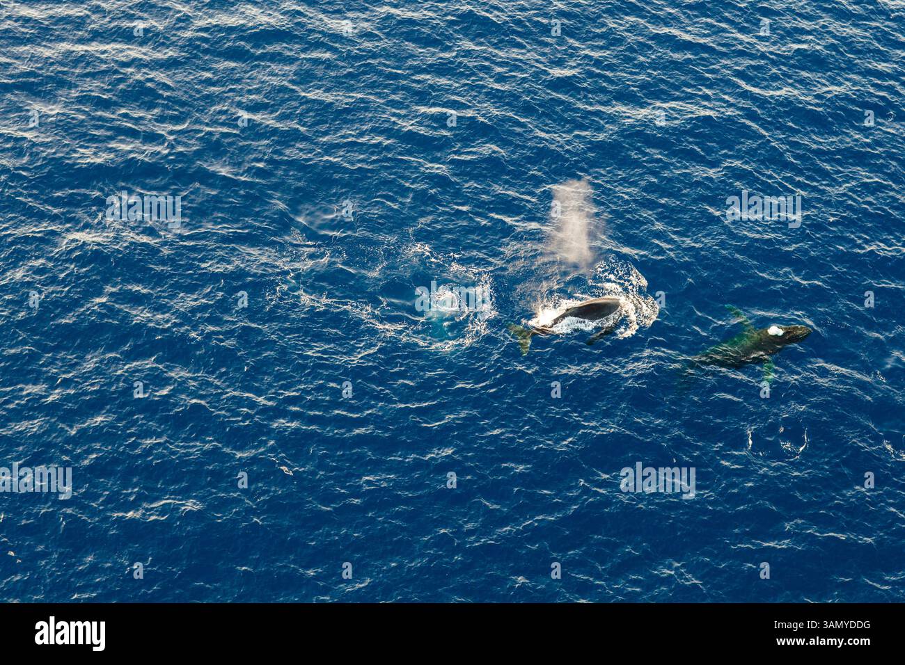 Aerial view of whales swimming in the ocean, Hawaii, United States ...