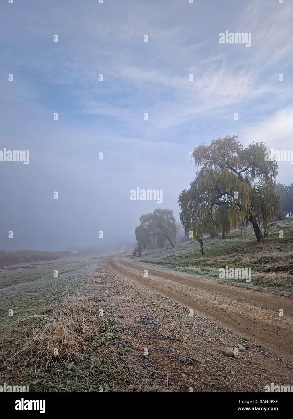 Mistyy rural landscape with large willow trees standing by the country road leading into the distance. Eerie scene with dense haze enveloping the back - Smartphone Captured Stock Image