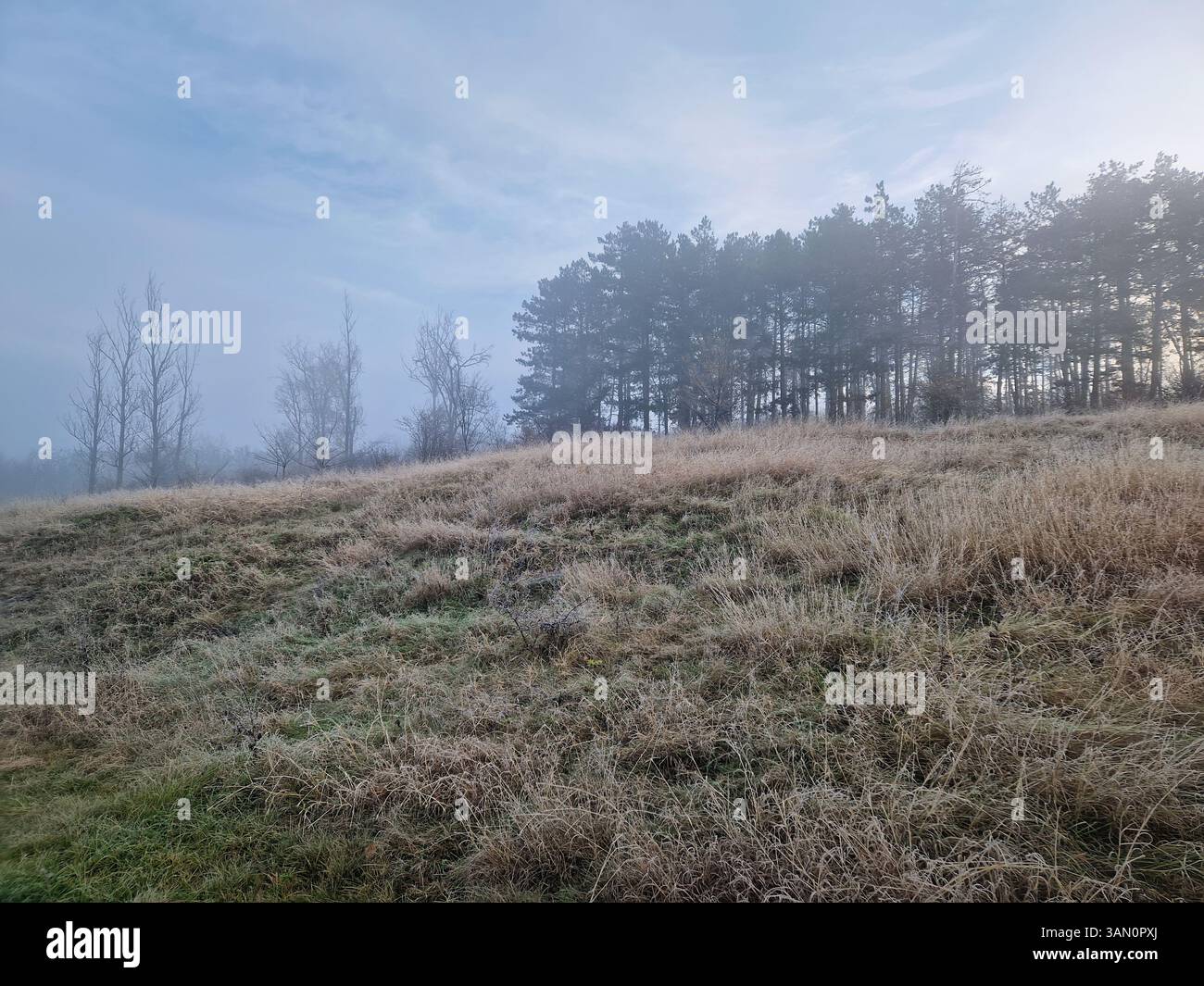 Misty landscape with tall pine trees on a grassy hill. The sunrise sun is partially visible through the dense fog, creating a serene and tranquil atmo - Smartphone Captured Stock Image