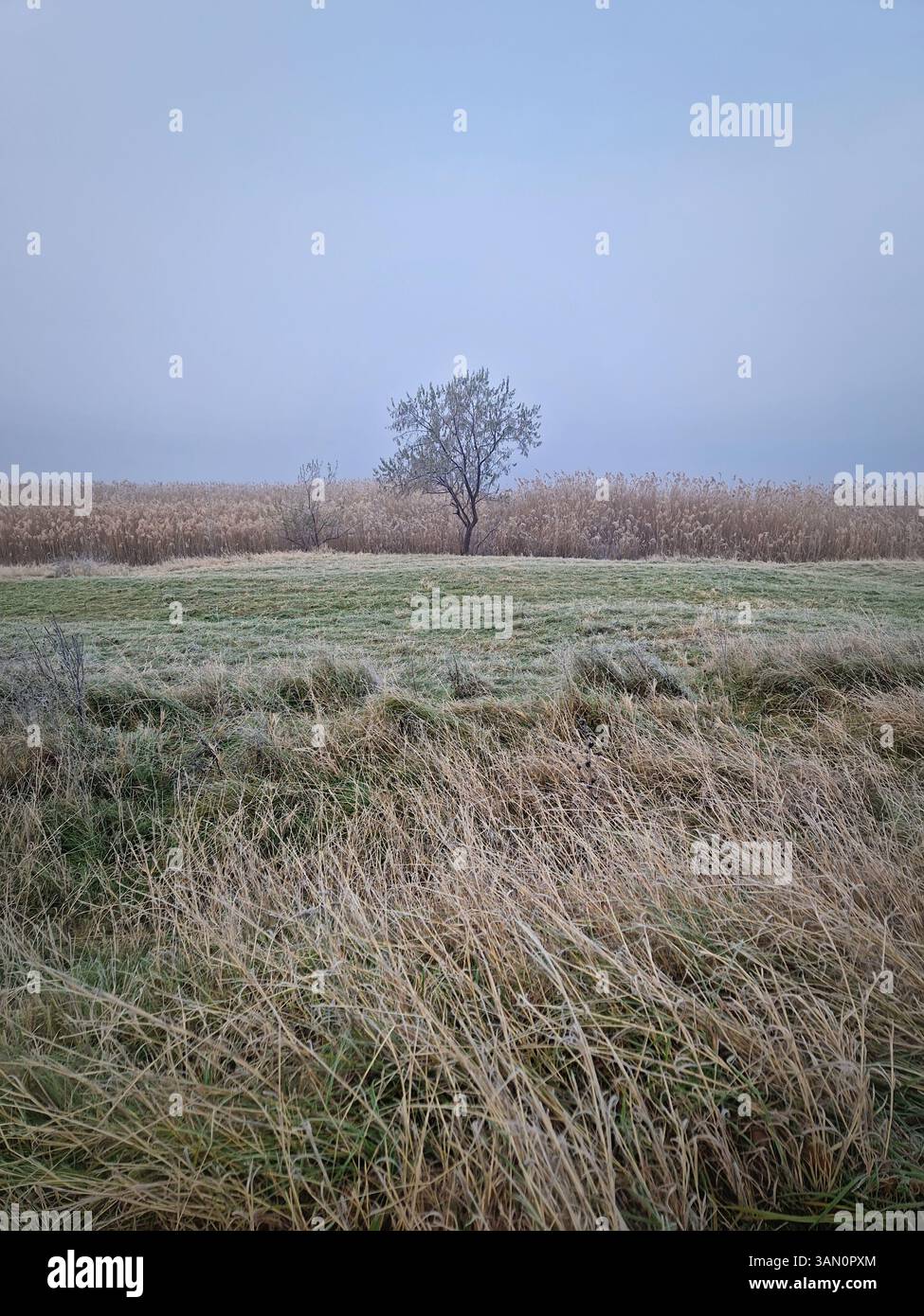 Single tree in the dense fog standing in a field of dry grass by the lake with tall golden reed in the background. Overcast misty winter morning with - Smartphone Captured Stock Image