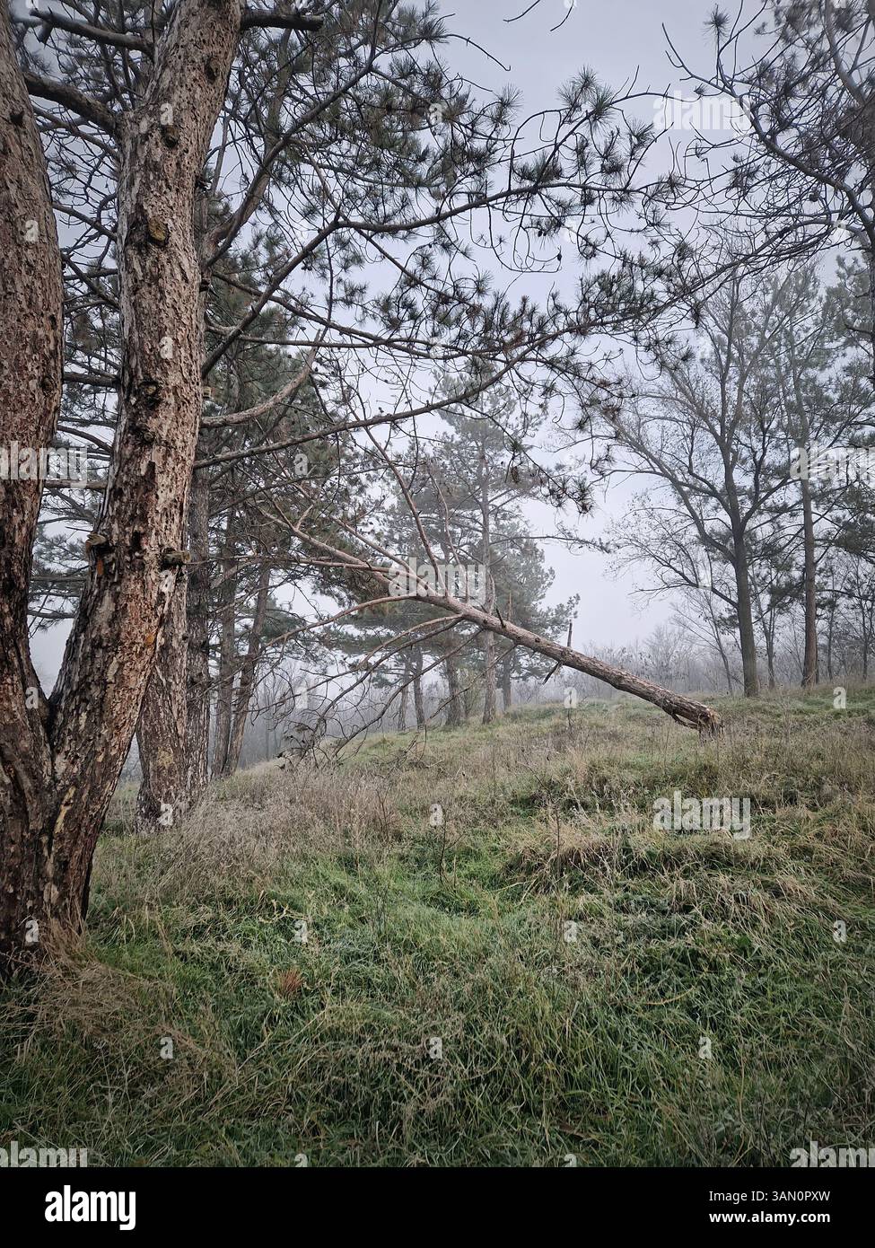 Forested area with a fallen tree leaning against another stalk. Misty scene with a mix of evergreen and deciduous forests - Smartphone Captured Stock Image