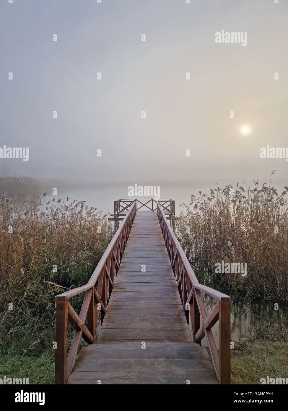Wooden pier by the lake leading into a foggy scene, surrounded by tall dry reed. The sunrise sun is faintly visible through the mist, creating a seren - Smartphone Captured Stock Image