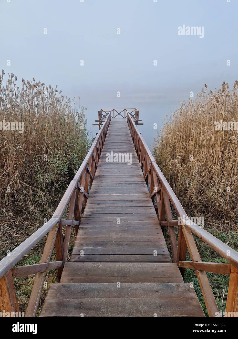 Wooden dock extending into a foggy lake, flanked by tall, dry reeds. Serene and atmospheric scene with the mist creating a sense of calm and mystery - Smartphone Captured Stock Image