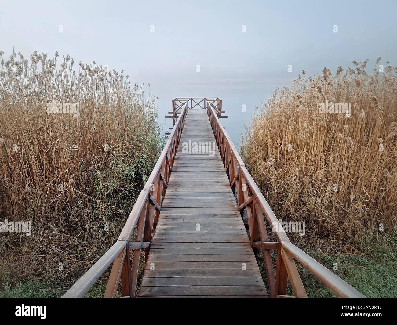 Wooden dock extending into a foggy lake, flanked by tall, dry reeds. Serene and atmospheric scene with the mist creating a sense of calm and mystery - Smartphone Captured Stock Image