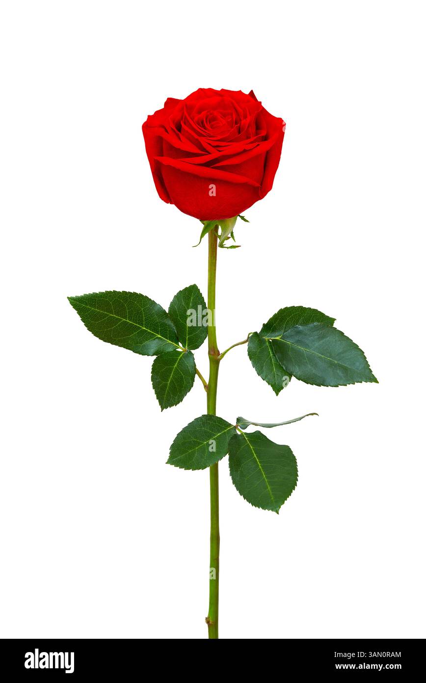 Single beautiful red rose on a white background. Stock Photo