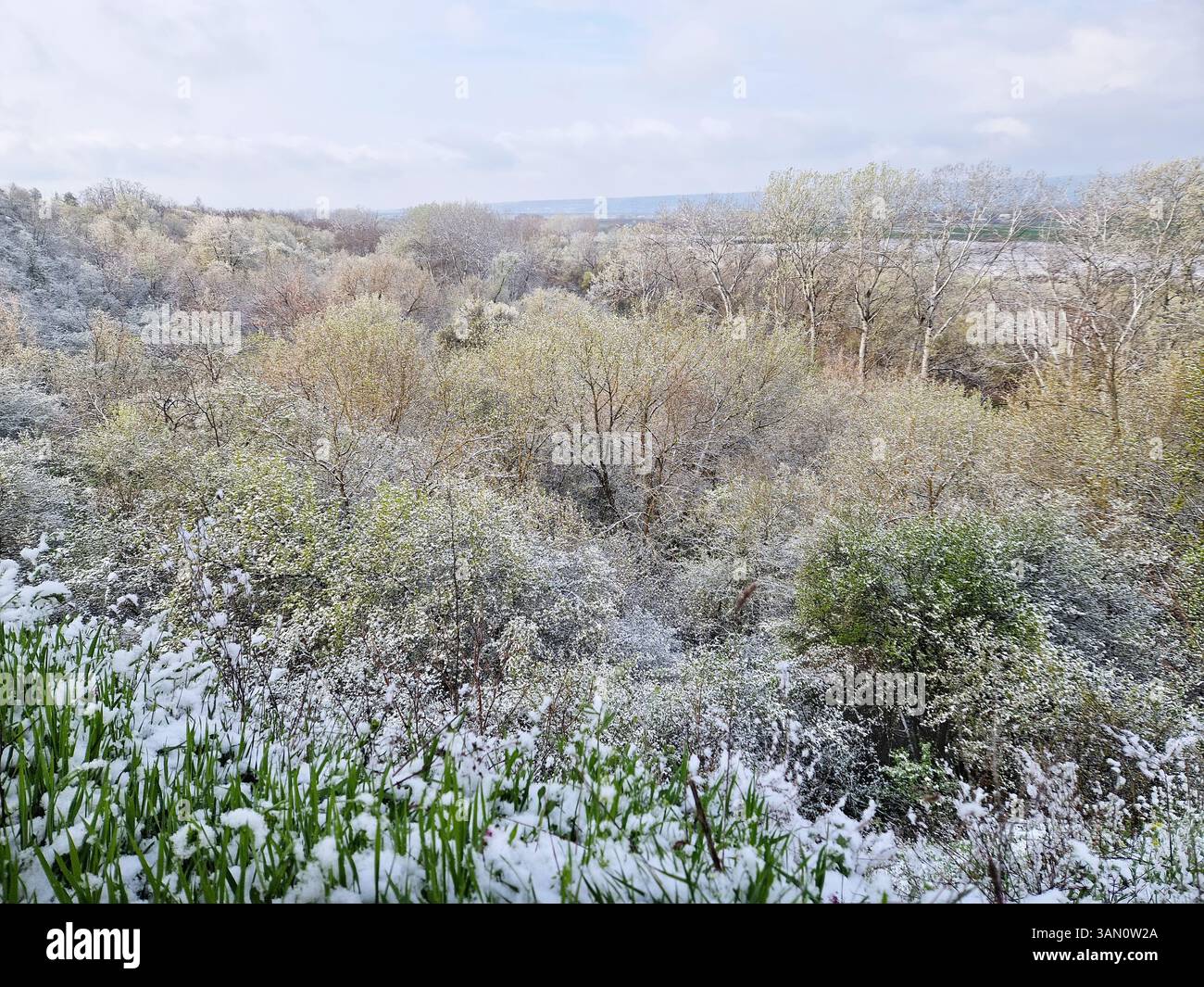 Picturesque spring landscape with trees draped in snow, blending snowy branches with green leaves. Snowstorm in April with view over the forest on the - Smartphone Captured Stock Image