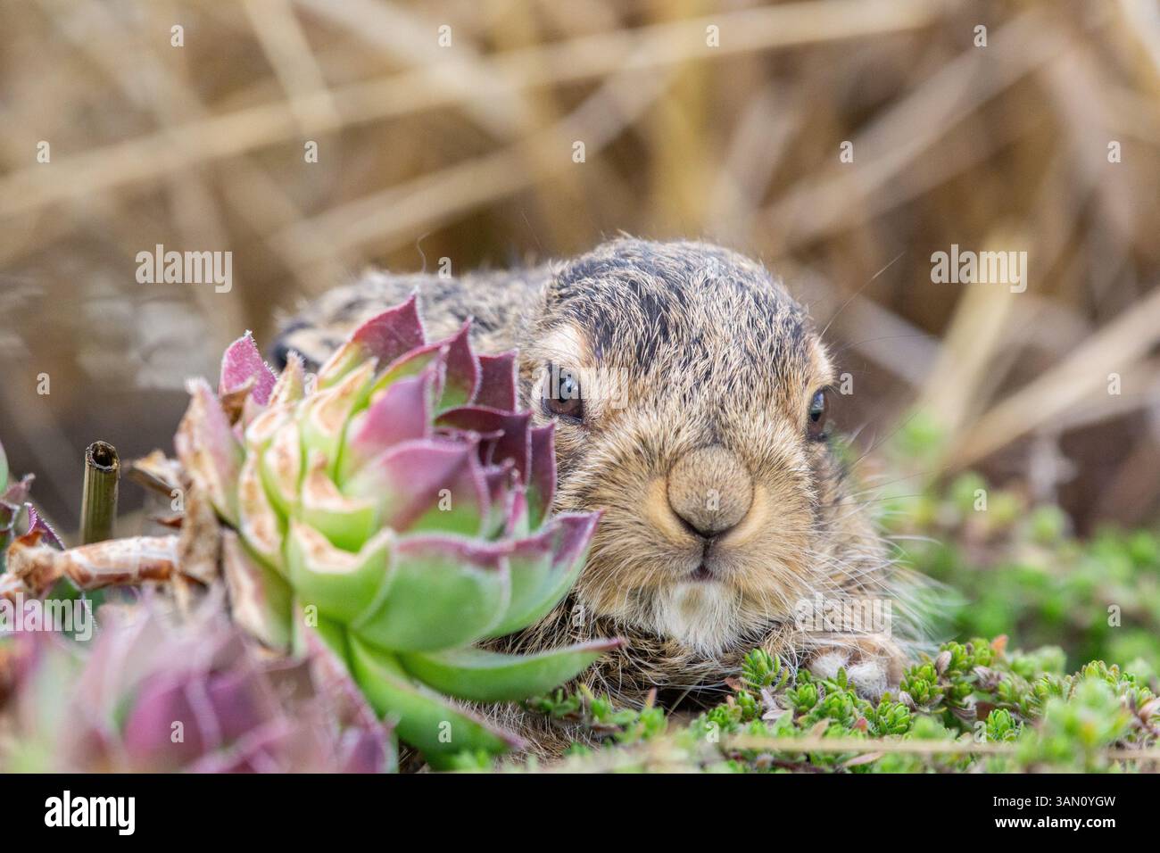 Baby Bunny emerging from its nest in spring Stock Photo - Alamy