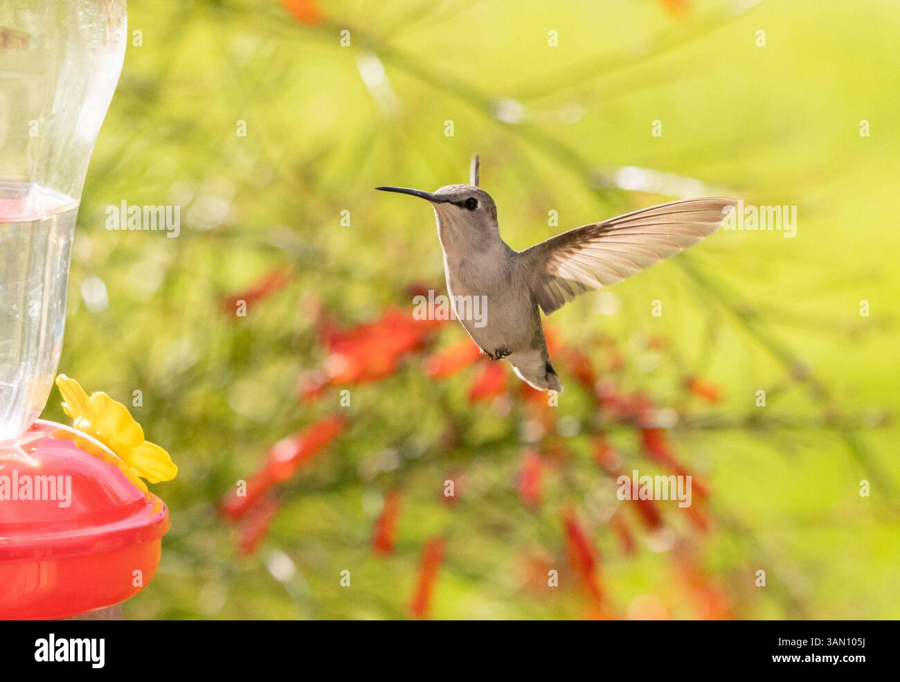 Hummingbird Back View Flying A hummingbird in flight, known as Anna's hummingbird with green ...